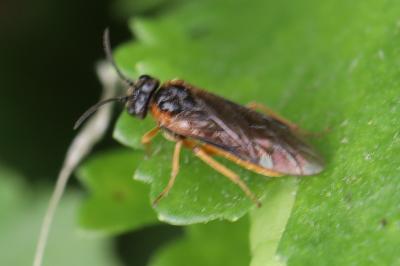 Monostegia abdominalis