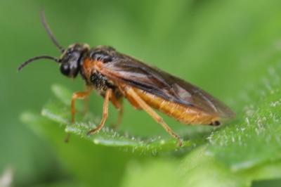 Monostegia abdominalis
