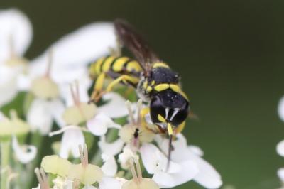 <i>Ectemnius lituratus</i>