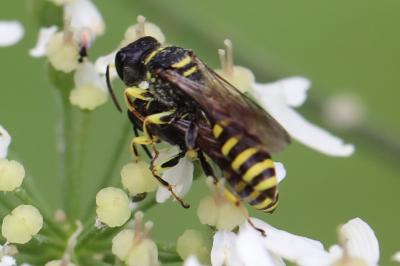 <i>Ectemnius lituratus</i>