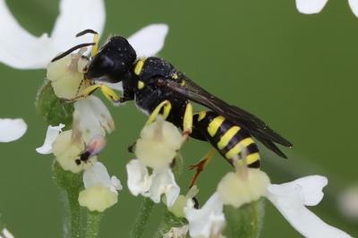 <i>Ectemnius lituratus</i>