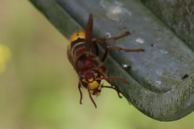Frelon européen