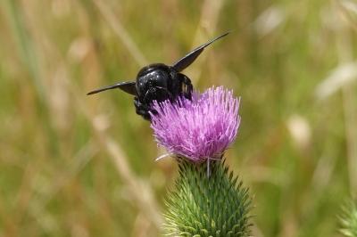 <i>Xylocopa</i>