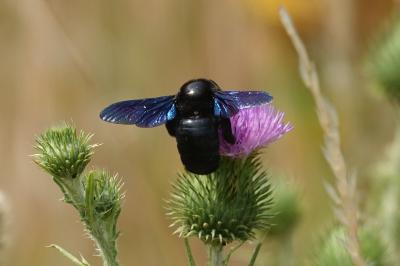 <i>Xylocopa</i>