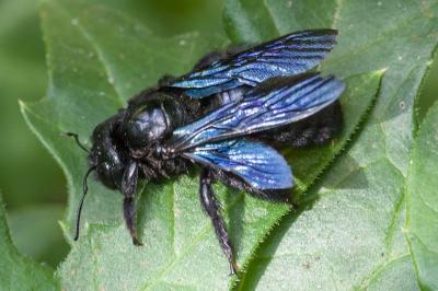 <i>Xylocopa</i>