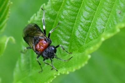 Mouche-à-scie noire à corselet rouge