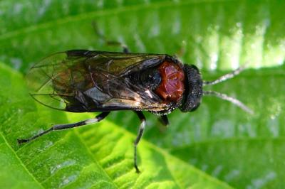 Mouche-à-scie noire à corselet rouge