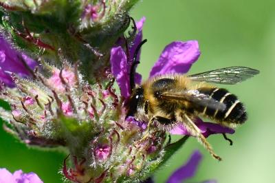 <i>Melitta nigricans</i>