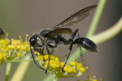 Isodonte mexicaine