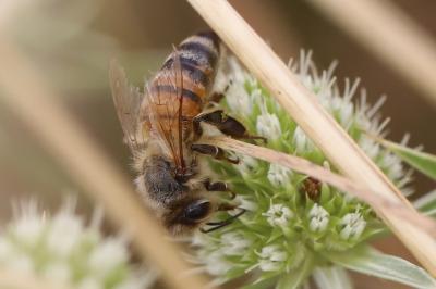 Abeille domestique