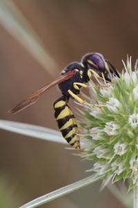 Philanthe apivore