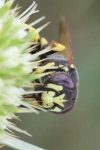 Philanthe apivore