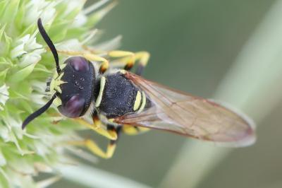Philanthe apivore