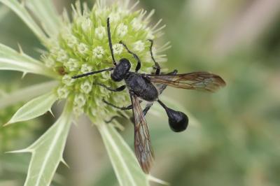 Isodonte mexicaine