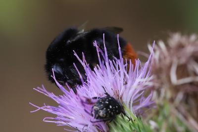 Bourdon des pierres