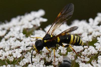 <i>Zonuledo amoena</i>