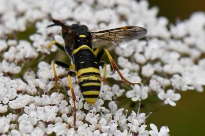<i>Zonuledo amoena</i>