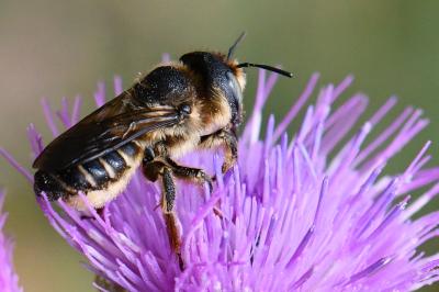 <i>Lithurgus cornutus</i>