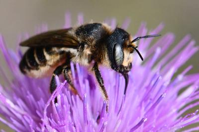<i>Lithurgus cornutus</i>