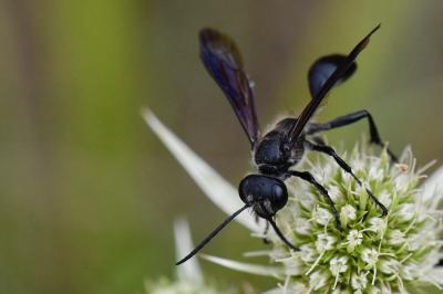 Isodonte mexicaine