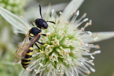 Philanthe apivore
