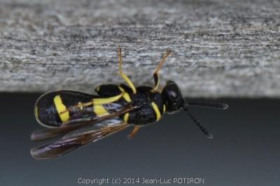 Leucospis à tarière dorsale