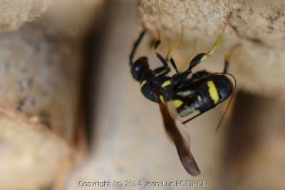 Leucospis à tarière dorsale