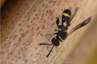 Leucospis à tarière dorsale