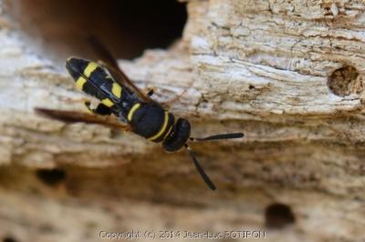 Leucospis à tarière dorsale