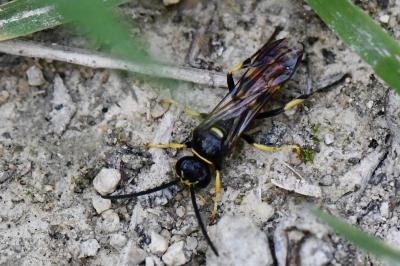 <i>Gorytes laticinctus</i>