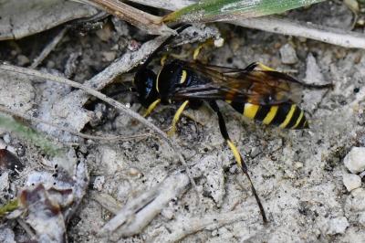 <i>Gorytes laticinctus</i>