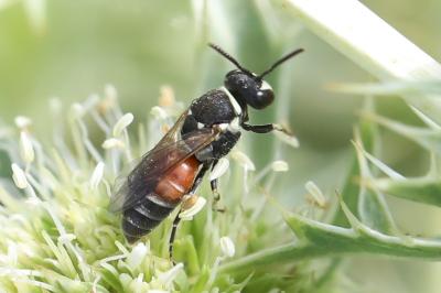 <i>Hylaeus variegatus</i>