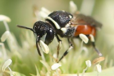 Hylaeus variegatus
