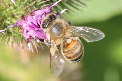 Abeille domestique
