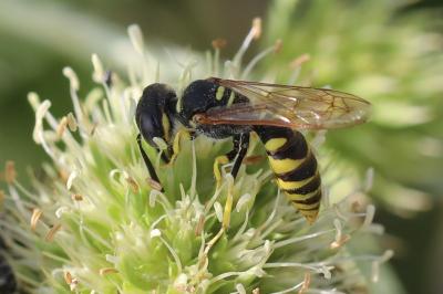Philanthe apivore