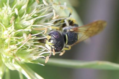 Philanthe apivore