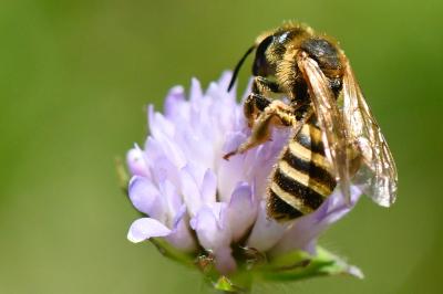 Halicte de la Scabieuse