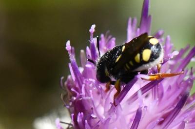 Anthidie naine