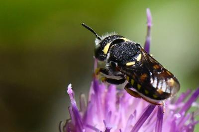 Anthidie naine