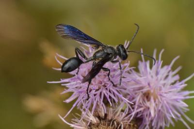 Isodonte mexicaine