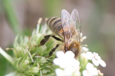 Abeille domestique
