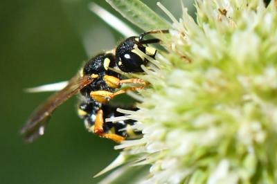 <i>Cerceris ruficornis</i>