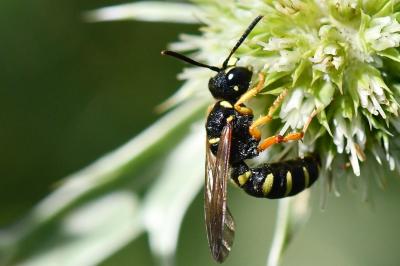 <i>Cerceris ruficornis</i>