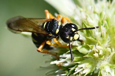 <i>Cerceris ruficornis</i>