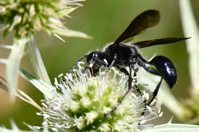 Isodonte mexicaine
