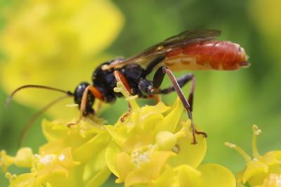 <i>Stilbops ruficornis</i>