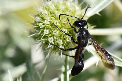 Isodonte mexicaine
