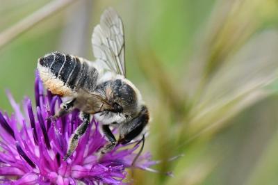 <i>Lithurgus cornutus</i>