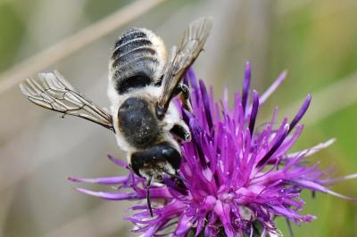 <i>Lithurgus cornutus</i>