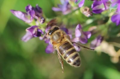 Abeille domestique